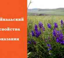 Baikal tichie: proprietățile sale medicinale și contraindicații