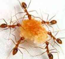 Remedii populare pentru furnici de uz casnic. Cum sa scapi de cartier nedorite?