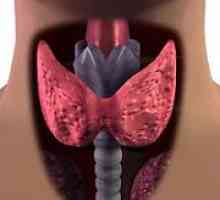 Simptomele bolii tiroidiene și ghidurile de tratament
