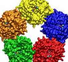 Ce este proteina C-reactivă în sânge, precum și motivele pentru creșterea acestuia