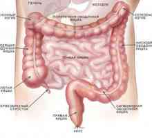 Care sunt absorbanți pentru intestine?