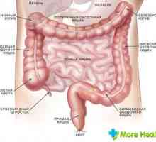 Structura și lungimea intestinului uman