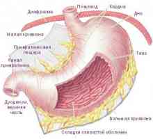 Digestia alimentelor în stomac uman