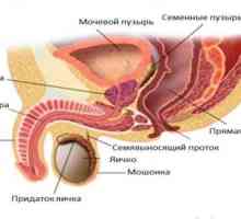 Structura și caracteristicile funcționale prostatei