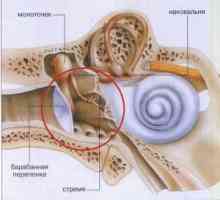 Structura și bolile urechii interne