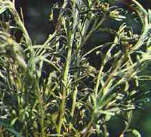Cottonweed