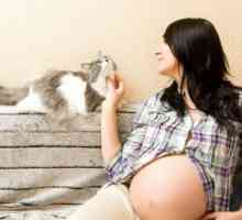 Toxoplasmoza în timpul sarcinii: pericol pentru făt, tratamentul și prevenirea