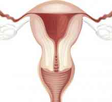 Grosimea endometrului pe ciclu de zile