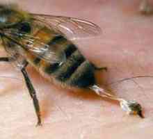 Intepaturile de albine și viespi