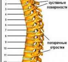 Exercitii pentru coloanei vertebrale toracice.