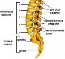 Exercitii pentru lombare și coloanei vertebrale sacrale.