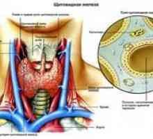 Vascularizația glandei tiroide: cauze, simptome și tratament