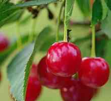 Cherry: beneficiile si dauneaza