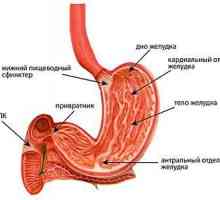 Simptomele și tratamentul gastritei mixte