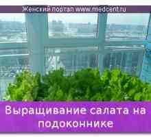 Cultivarea salata verde pe pervazul ferestrei