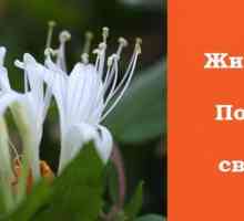 Honeysuckle - proprietăți utile de plante cu o istorie romantică
