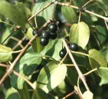 Rhineberry (Rhamnus cathartica).