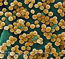 Staphylococcus aureus în gât