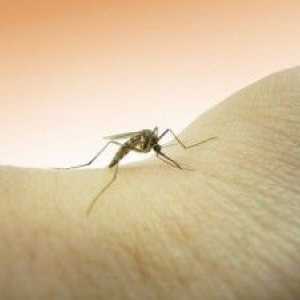 Alergic la mușcăturile de muște negre: ce să facă, decât pentru a trata?