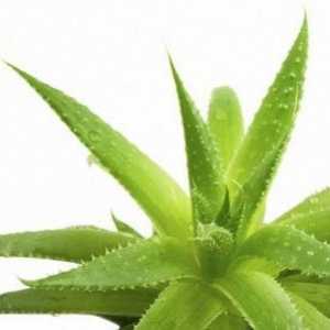 Medicul de familie - Aloe: utilizarea de tinctura