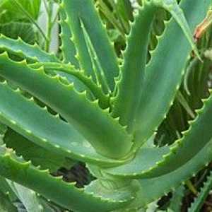 Aloe poate ajuta cu disfunctie erectila