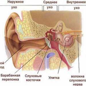 Anatomia urechii umane: caracteristicile structurale
