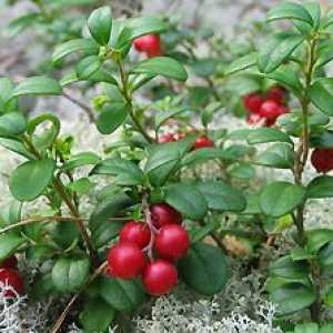 Lingonberry: proprietăți și contraindicații
