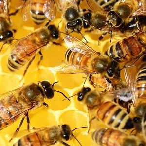 Puterea de vindecare de albine moarte