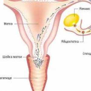 Ce dimensiune este oul la ovulatie?