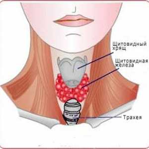 Ce trebuie să știți despre simptomele tiroidei