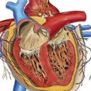 Bolile cardiace congenitale și cauzele lor