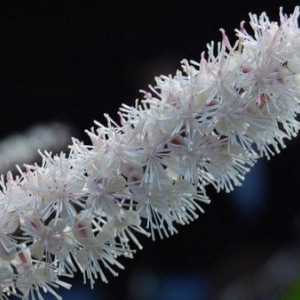 Tsimifuga - una dintre cele mai importante plante, în scopul de a menține sănătatea femeilor
