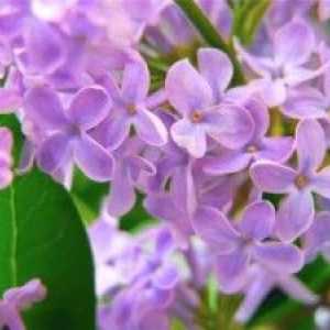 Flori de liliac în medicina populară: rețete