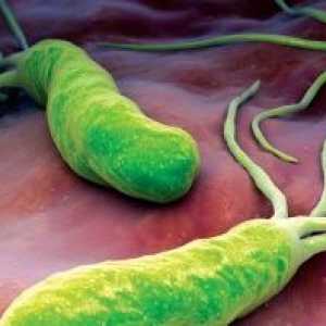 Helicobacter pylori: un test de sange, rata, decodare
