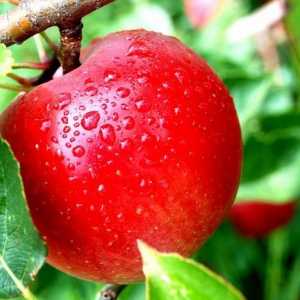 Copac Apple. Beneficiile merelor