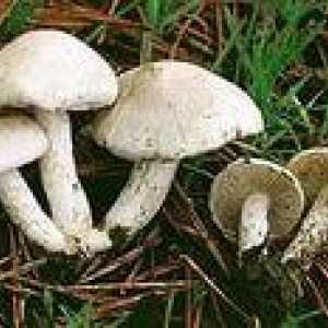 Ciuperci otravitoare - un memento de ciuperci selectorul