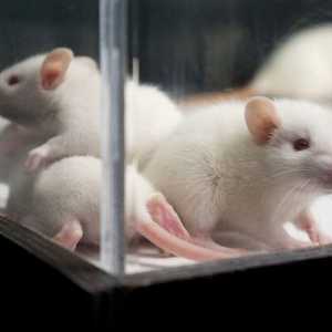 Oamenii de știință japonezi au revenit la ureche mouse-ului