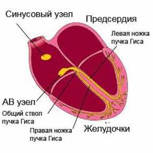 Boli ale sistemului cardiovascular (boli cardiovasculare): o privire de ansamblu, simptome,…