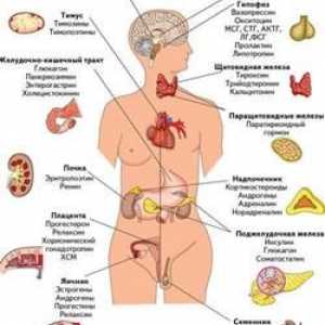 Sistemul endocrin: structura, organe, și funcția sa de lucru