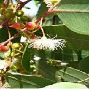 Eucalyptus: proprietăți utile, metode de aplicare