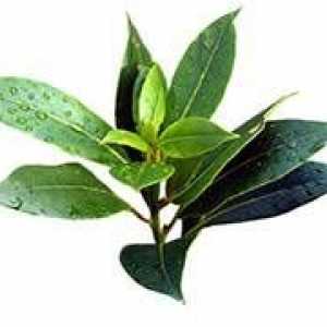 Cum de a folosi ulei esential de arbore de ceai pentru acnee?
