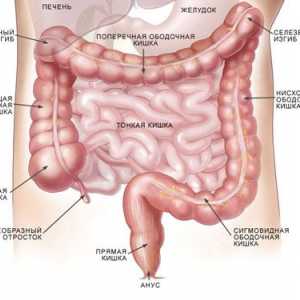 Simptome si metode de tratament a bolilor de colon transvers