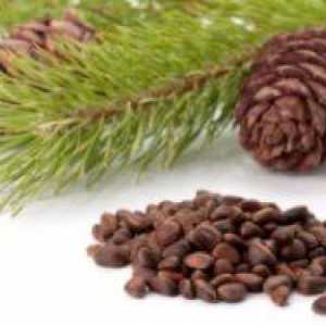 Semințe de pin: proprietăți medicinale