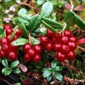 Cranberry - proprietăți utile și posibilele contraindicații