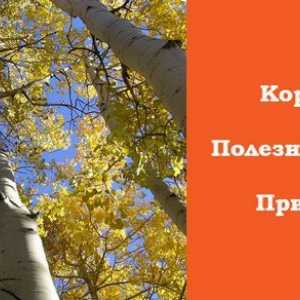 Aspen scoarță de copac: proprietăți terapeutice și contraindicații