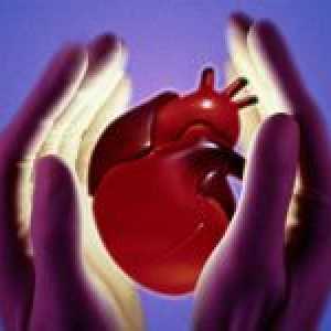Vasele coronariene ale inimii