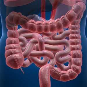 Giardioza intestinale - simptome și tratament