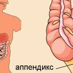 Locație, funcția și boli ale apendicelui