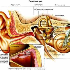 Cele mai frecvente boli ale urechii