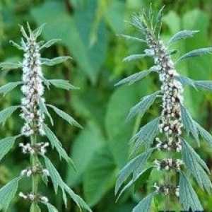 Infuzia de plante aromatice Leonurus: proprietăți utile și aplicații